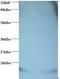 Hemoglobin Subunit Alpha 2 antibody, orb242555, Biorbyt, Western Blot image 