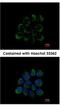 Leucine Zipper And EF-Hand Containing Transmembrane Protein 1 antibody, NBP1-33433, Novus Biologicals, Immunocytochemistry image 