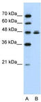 HSPB1 Associated Protein 1 antibody, TA345390, Origene, Western Blot image 