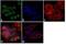 Serine/Threonine Kinase 24 antibody, 39-6200, Invitrogen Antibodies, Immunofluorescence image 