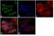 Serine/Threonine Kinase 24 antibody, 39-6200, Invitrogen Antibodies, Immunofluorescence image 