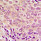 Protein Kinase C Alpha antibody, LS-C368483, Lifespan Biosciences, Immunohistochemistry frozen image 