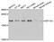 Eukaryotic Translation Initiation Factor 1A X-Linked antibody, A09001, Boster Biological Technology, Western Blot image 