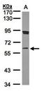 Scm Polycomb Group Protein Homolog 1 antibody, orb69898, Biorbyt, Western Blot image 
