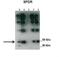 Caveolae Associated Protein 2 antibody, NBP1-74112, Novus Biologicals, Western Blot image 