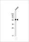 Calreticulin antibody, M00894-1, Boster Biological Technology, Western Blot image 