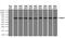 Nuclear Receptor Binding Protein 1 antibody, MA5-24925, Invitrogen Antibodies, Western Blot image 