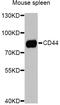 CD44 antibody, LS-C747515, Lifespan Biosciences, Western Blot image 