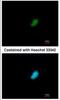 RNA Polymerase II Subunit E antibody, NBP2-15100, Novus Biologicals, Immunocytochemistry image 