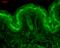 Calcium/Calmodulin Dependent Protein Kinase II Beta antibody, 56453, QED Bioscience, Immunohistochemistry frozen image 