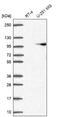 Adaptor Related Protein Complex 2 Subunit Beta 1 antibody, NBP2-58316, Novus Biologicals, Western Blot image 