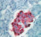 Chromogranin A antibody, DP008-05, Origene, Immunohistochemistry frozen image 