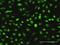 S-Phase Kinase Associated Protein 1 antibody, H00006500-M03, Novus Biologicals, Immunofluorescence image 