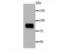 Periostin antibody, A01378-1, Boster Biological Technology, Western Blot image 