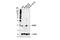 Cold-inducible RNA-binding protein antibody, 68522S, Cell Signaling Technology, Western Blot image 