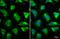 1C9-2 antibody, GTX134799, GeneTex, Immunofluorescence image 