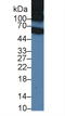 Inter-Alpha-Trypsin Inhibitor Heavy Chain 1 antibody, LS-C374924, Lifespan Biosciences, Western Blot image 