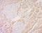 Dematin antibody, orb312216, Biorbyt, Immunohistochemistry paraffin image 