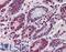 Histone Deacetylase 1 antibody, LS-B6097, Lifespan Biosciences, Immunohistochemistry frozen image 