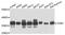 Cyclin Dependent Kinase 1 antibody, STJ110891, St John
