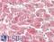 Ribulose-5-Phosphate-3-Epimerase antibody, LS-B11530, Lifespan Biosciences, Immunohistochemistry frozen image 