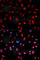Activating Transcription Factor 2 antibody, AP0020, ABclonal Technology, Immunofluorescence image 