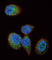 HRas Proto-Oncogene, GTPase antibody, abx033667, Abbexa, Western Blot image 