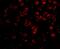 TGF-Beta Activated Kinase 1 (MAP3K7) Binding Protein 1 antibody, 3387, ProSci Inc, Immunofluorescence image 