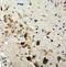 TSC Complex Subunit 1 antibody, GTX12288, GeneTex, Immunohistochemistry paraffin image 