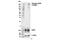 Eukaryotic Translation Initiation Factor 2 Alpha Kinase 4 antibody, 94668S, Cell Signaling Technology, Western Blot image 