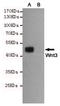 Wnt Family Member 3 antibody, STJ99296, St John