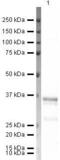 Fatty acid desaturase antibody, PA5-19682, Invitrogen Antibodies, Western Blot image 