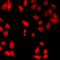 Deoxyribonuclease 1 antibody, orb412114, Biorbyt, Immunofluorescence image 