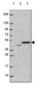 Perilipin-3 antibody, HPA066538, Atlas Antibodies, Western Blot image 