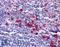 KIT Ligand antibody, LS-B5002, Lifespan Biosciences, Immunohistochemistry frozen image 