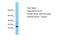 Killin, P53 Regulated DNA Replication Inhibitor antibody, A11731, Boster Biological Technology, Western Blot image 