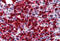 Cytidine Deaminase antibody, MBS241714, MyBioSource, Immunohistochemistry frozen image 