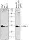 Pyroglutamyl-Peptidase I antibody, AF6278, R&D Systems, Western Blot image 