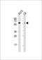 SRY-Box 10 antibody, MBS9213264, MyBioSource, Western Blot image 