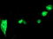 Serine Peptidase Inhibitor, Kunitz Type 1 antibody, TA504591, Origene, Immunofluorescence image 