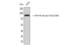 Heat Shock Protein 90 Alpha Family Class B Member 1 antibody, STJ90144, St John