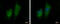 G Elongation Factor Mitochondrial 2 antibody, GTX124071, GeneTex, Immunofluorescence image 