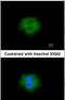 Calpain 2 antibody, PA5-27720, Invitrogen Antibodies, Immunofluorescence image 