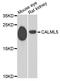 Calmodulin Like 5 antibody, STJ110118, St John