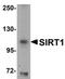 Sirtuin 1 antibody, orb75428, Biorbyt, Western Blot image 
