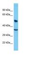 Zinc Finger Protein 254 antibody, orb327181, Biorbyt, Western Blot image 