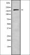 Phosphatidylinositol-3,4,5-Trisphosphate Dependent Rac Exchange Factor 1 antibody, orb338536, Biorbyt, Western Blot image 
