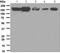 Fibroblast Growth Factor Receptor 2 antibody, ab109372, Abcam, Western Blot image 