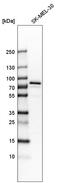 Glycogenin 2 antibody, HPA005495, Atlas Antibodies, Western Blot image 