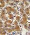 Collagen Type VI Alpha 1 Chain antibody, PA5-13534, Invitrogen Antibodies, Immunohistochemistry frozen image 